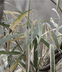 想山工房の自然筆